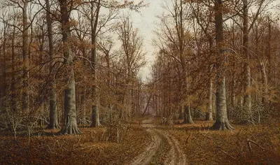 Beech Trees